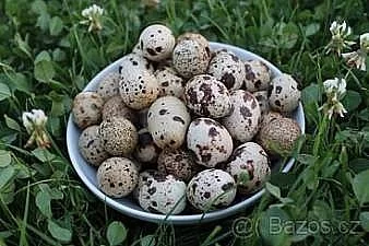Křepelčí vajíčka