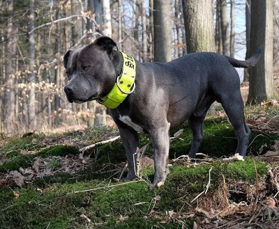 Stafordšírský bulteriér s PP ke krytí
