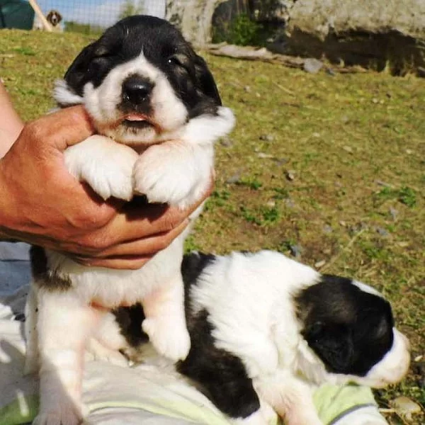 PYRENEJSKÝ MASTIN mohutná štěnda