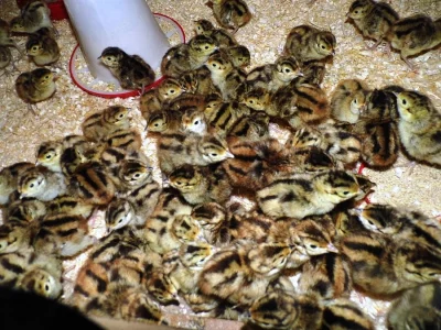 BAŽANTI od jednodenních do 8 týdnů