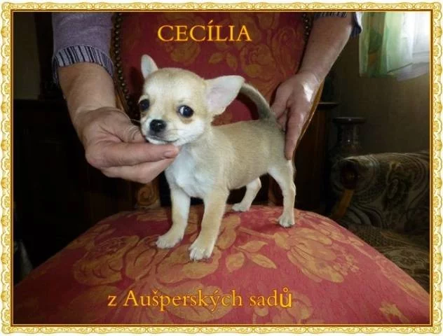 Krátkosrstá čivava s PP