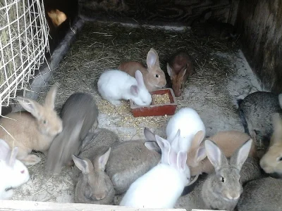 králíci k dokrmu