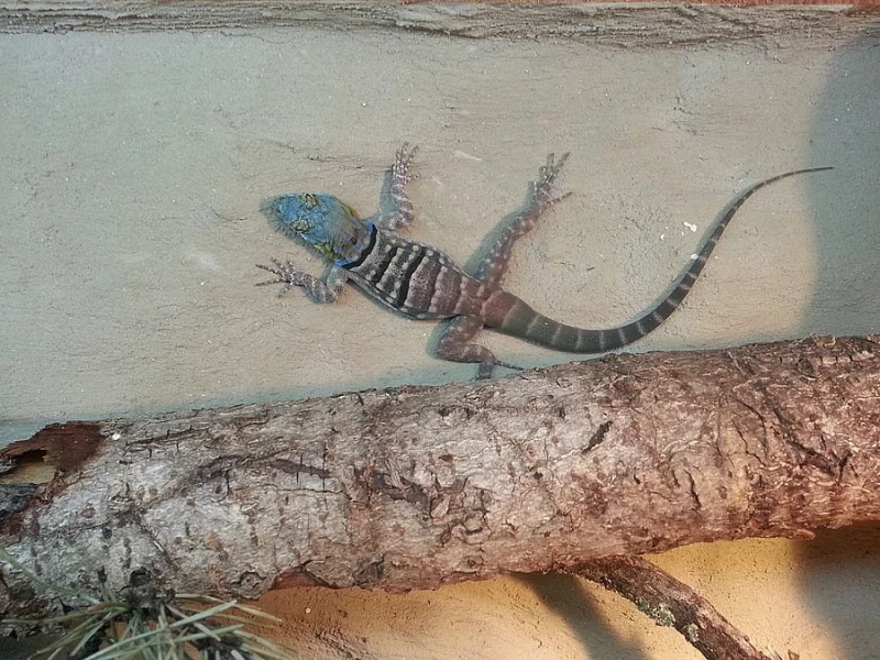 Petrosaurus Thalanssinus