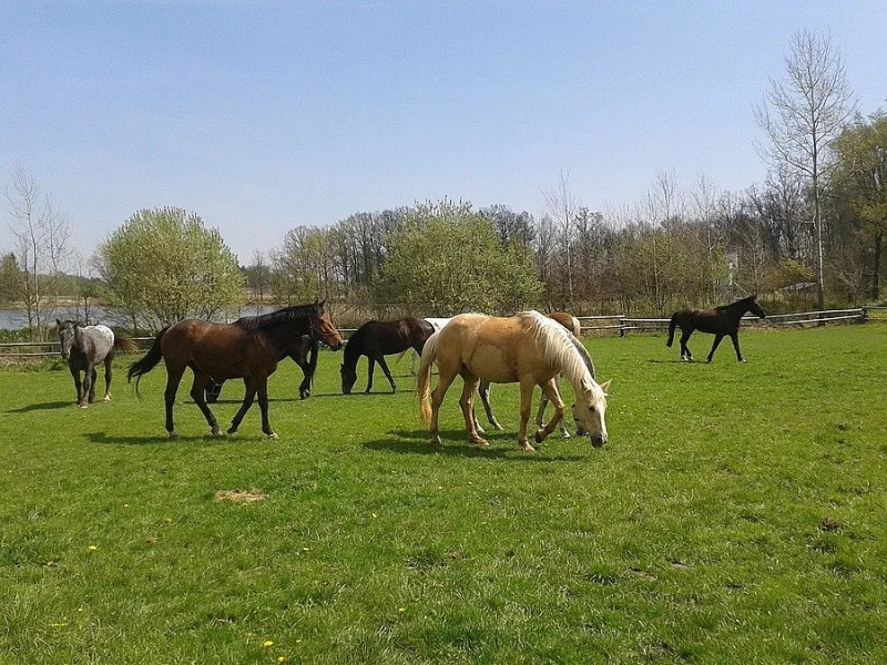 Nabízíme ježdění pro začátečníky i pokročilé :)