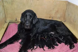8týdenní fenka Flat Coated Retriever