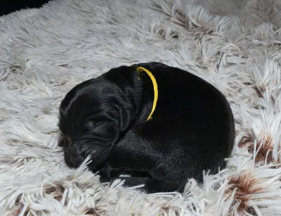 8týdenní fenka Flat Coated Retriever