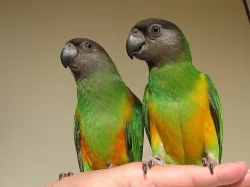 Žako a Papoušek senegalský