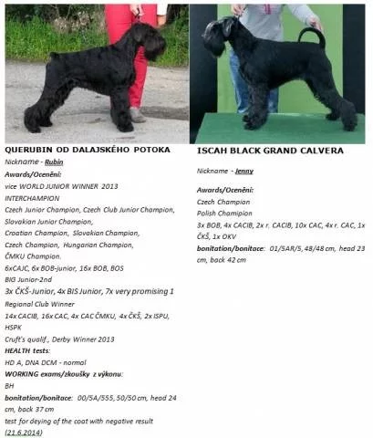 Knírač střední černý s PP