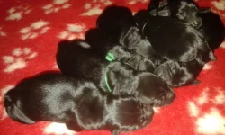 Knírač střední černý s PP