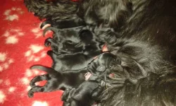 Knírač střední černý s PP