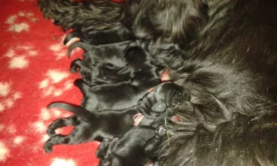 Knírač střední černý s PP