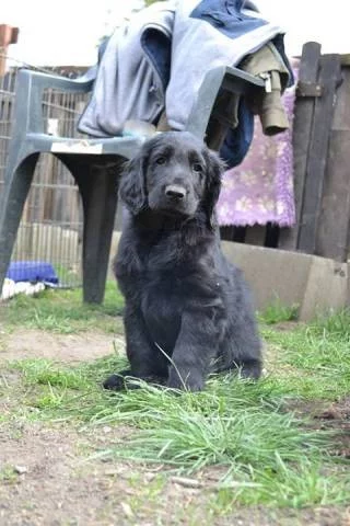 Flat coated retriever s PP
