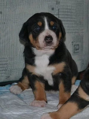 Štěňata Velký Švýcarský Salašnický Pes