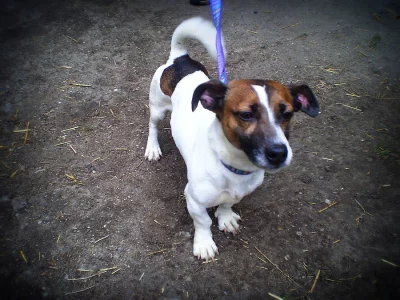 JACK - pes, JRT, jack russell teriér - HLEDÁ DOMOV