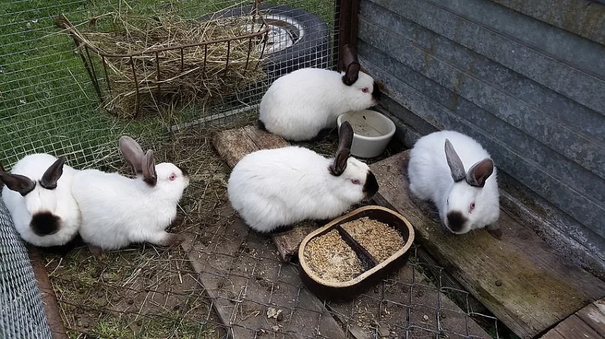 Kalifornský králík (prodej)