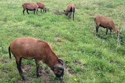 Prodám kamerunského beránka