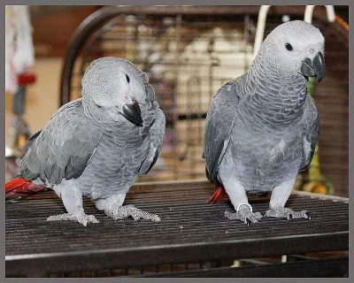 Zako kongo - rucne dokrmene mladatko