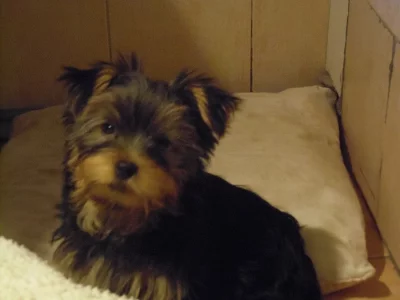 Jorkšírský terier