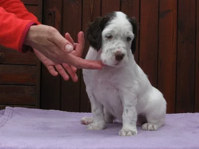 Anglický setr - štěňata s PP