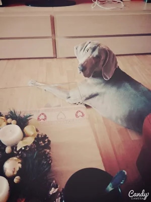 daruji mladého vymarského ohaře