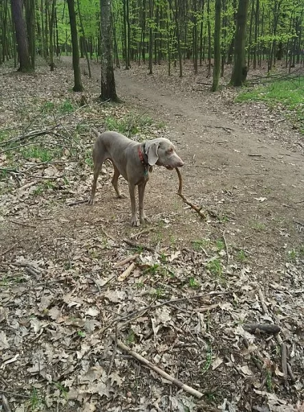 daruji mladého vymarského ohaře