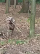 daruji mladého vymarského ohaře