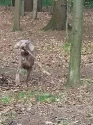 daruji mladého vymarského ohaře