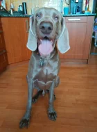 daruji mladého vymarského ohaře