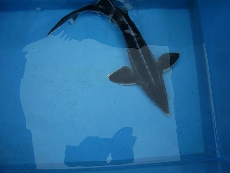 Prodám jezírkové ryby