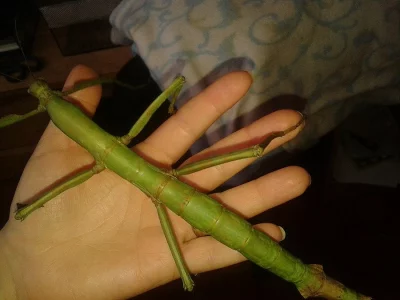 Pharnacie ponderosa - největší pakobylka v čr