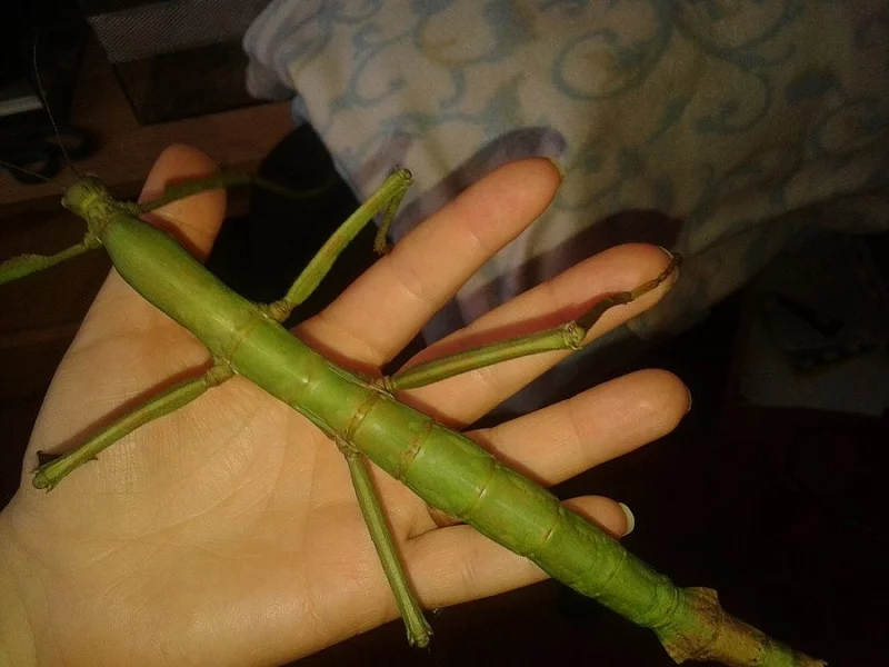 Pharnacie ponderosa - největší pakobylka v čr
