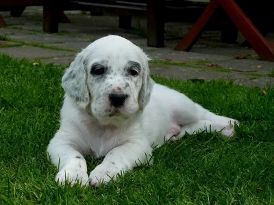 Anglický setr - štěňata s PP