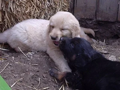 Štěňátka Hovawart