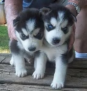 Modré oci Sibirský husky -s PP,