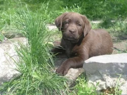 Labradorský retriever čokoládová štěňátka s PP