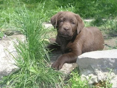 Labradorský retriever čokoládová štěňátka s PP