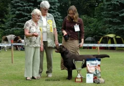 Labradorský retriever čokoládová štěňátka s PP