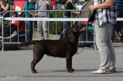 Labradorský retriever čokoládová štěňátka s PP
