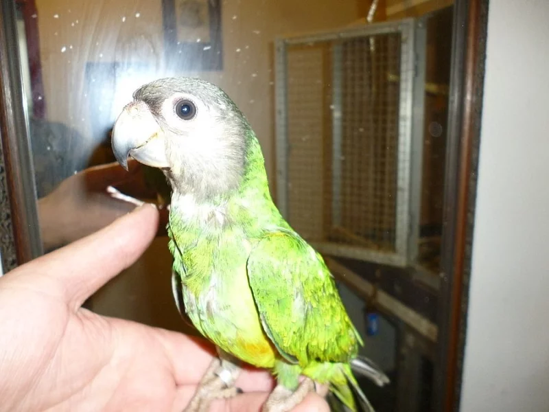 Krotký Papoušek senegalský narozen 2015.