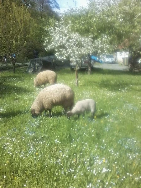 Jehně - beránek