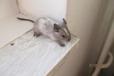 Osmak Degu.