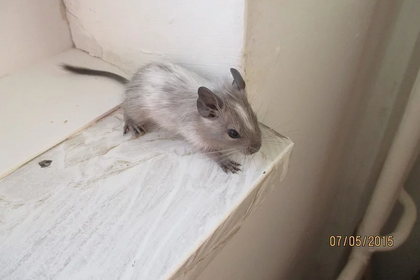 Osmak Degu.