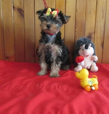 yorkshire terrier s PP