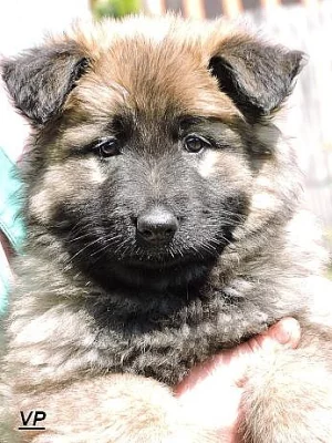 Prodáme štěňata NO s PP- poslední volné fenečky!!!