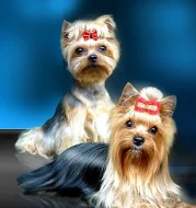 Jorkšírský teriér s PP - ŠTĚŇATA, yorkshire terrier