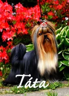 Jorkšírský teriér s PP - ŠTĚŇATA, yorkshire terrier