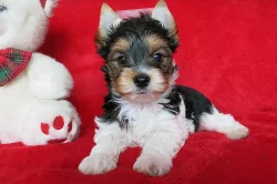 Jork.terier - biewer pejsek s PP