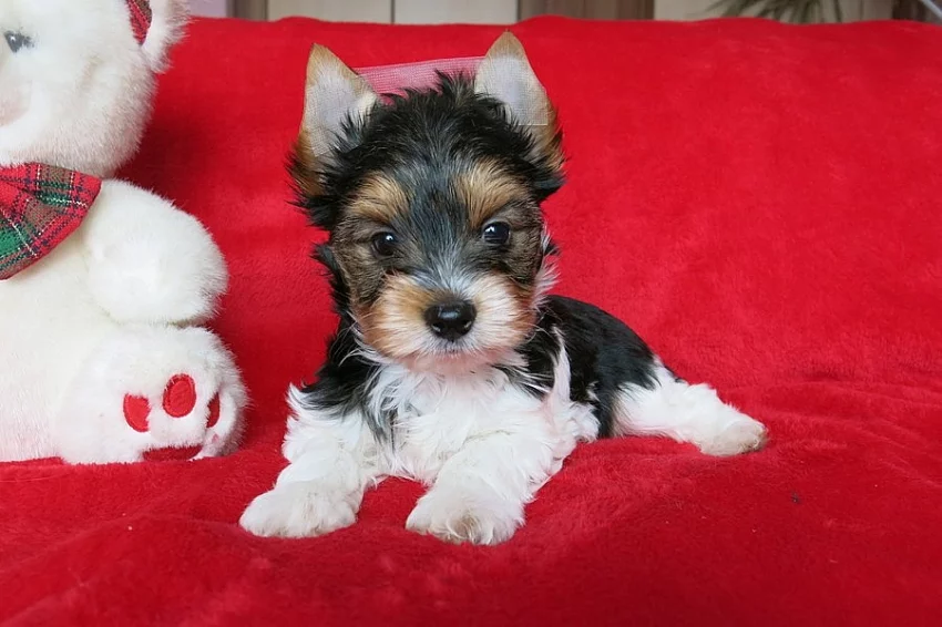 Jork.terier - biewer pejsek s PP