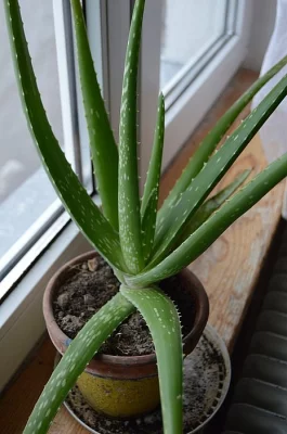 Demižón,husa,máta papriky,okurky,aloe vera