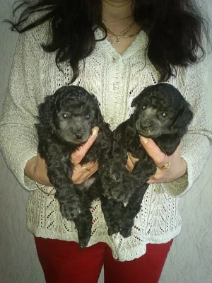 Prodám štěňata stříbrného trpasličího pudla